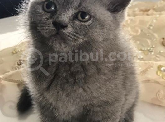 Sevimli Yavrular Yuvalarını Arıyor