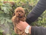 Red Brown Di̇şi̇ Kg Garanti̇li̇ Bebeği̇mi̇z