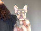 Li̇lac And Tan Özel Renk French Bulldog
