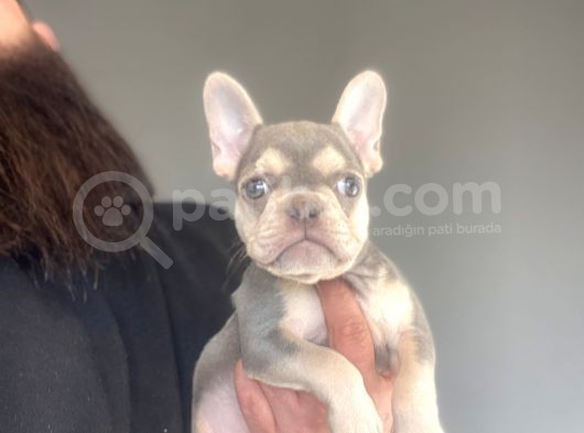 Li̇lac And Tan Özel Renk French Bulldog görsel