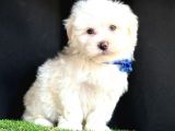 Maltese Mini Sevimli Yavrular