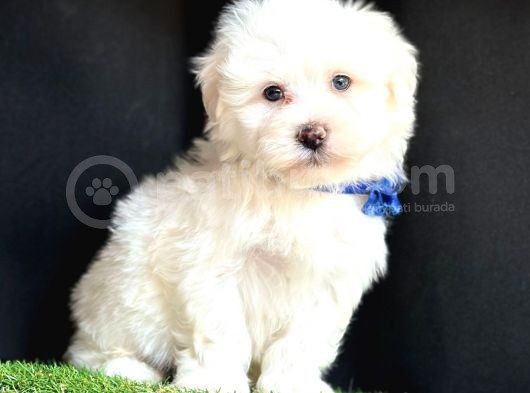 Maltese Mini Sevimli Yavrular görsel