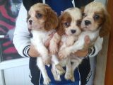 Cavalier King  Charles Bebekler