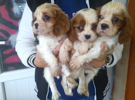 Cavalier King  Charles Bebekler görsel