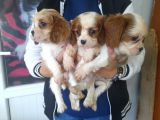 Cavalier King  Charles Bebekler