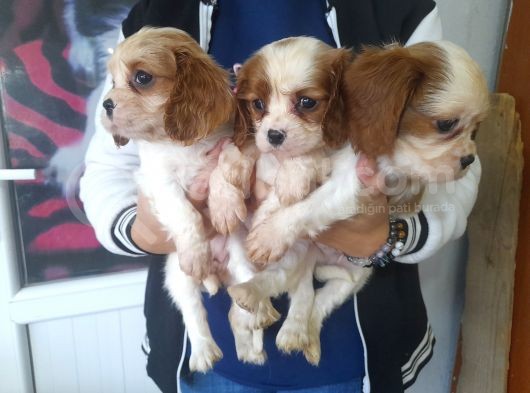 Cavalier King  Charles Bebekler görsel
