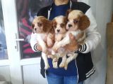 Cavalier King  Charles Bebekler