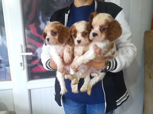 Cavalier King  Charles Bebekler görsel