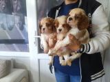 Cavalier King  Charles bebekler