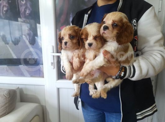 Cavalier King  Charles Bebekler