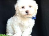 Maltese Mini Sevimli Yavrular
