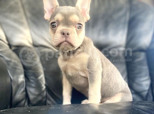 Li̇lac And Tan Özel Renk French Bulldog görsel