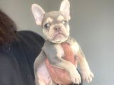 LİLAC AND TAN ÖZEL RENK FRENCH BULLDOG