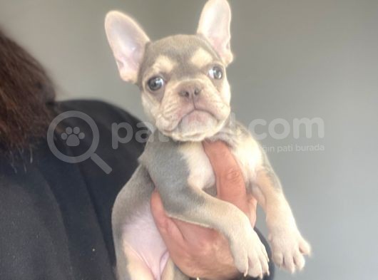 Li̇lac And Tan Özel Renk French Bulldog