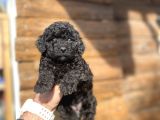 Black Poodle Mi̇ni̇ Toy Poodle Yavrumuz