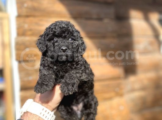 Black Poodle Mi̇ni̇ Toy Poodle Yavrumuz görsel