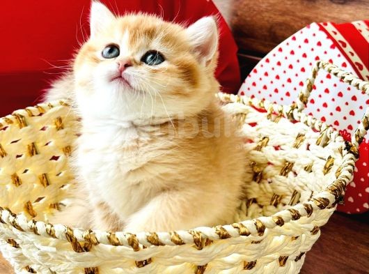 A Kalite Bri̇ti̇sh Shorthai̇r Golden  Yavrular görsel