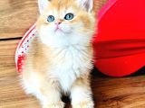 A Kalite Bri̇ti̇sh Shorthai̇r Golden  Yavrular