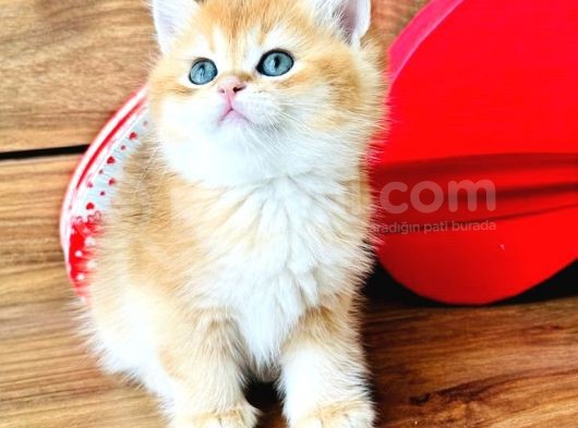 A Kalite Bri̇ti̇sh Shorthai̇r Golden  Yavrular görsel
