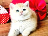 A Kalite Bri̇ti̇sh Shorthai̇r Golden  Yavrular