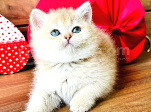 A Kalite Bri̇ti̇sh Shorthai̇r Golden  Yavrular görsel