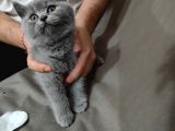 Özel 2 Aylık British Shorthair Yavrularımız Sıcak Bir Yuva Arıyor