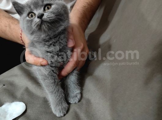 Özel 2 Aylık British Shorthair Yavrularımız Sıcak Bir Yuva Arıyor görsel