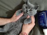 Özel 2 Aylık British Shorthair Yavrularımız Sıcak Bir Yuva Arıyor