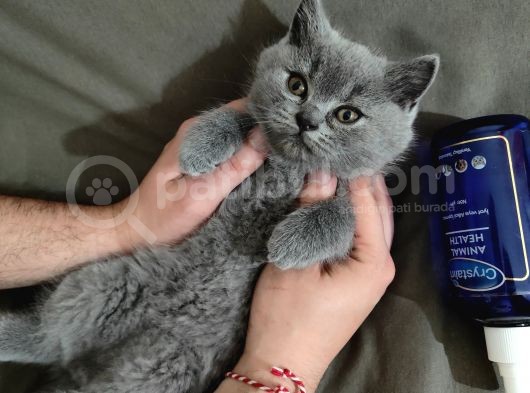 Özel 2 Aylık British Shorthair Yavrularımız Sıcak Bir Yuva Arıyor görsel