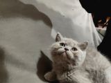 Özel 2 Aylık British Shorthair Yavrularımız Sıcak Bir Yuva Arıyor