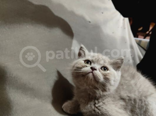 Özel 2 Aylık British Shorthair Yavrularımız Sıcak Bir Yuva Arıyor görsel