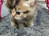 Safkan Yavrular Uygun Fiyata