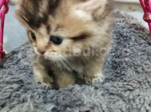 Safkan Yavrular Uygun Fiyata görsel