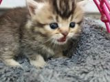 Safkan Yavrular Uygun Fiyata