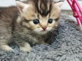 Safkan Yavrular Uygun Fiyata