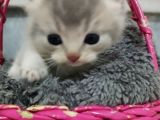 Safkan yavrular uygun fiyata