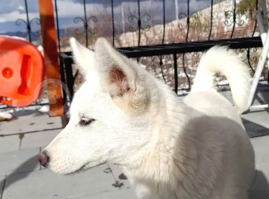 4 Aylik Sibirya Kurdu Yavrusu görsel