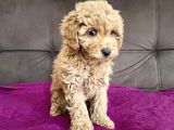 0 Numara Erkek Toy Poodle Yavrumuz