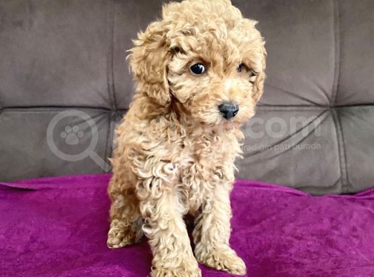 0 Numara Erkek Toy Poodle Yavrumuz görsel