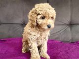 0 Numara Erkek Toy Poodle Yavrumuz