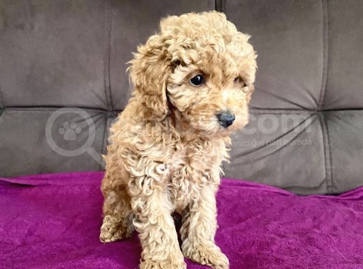0 Numara Erkek Toy Poodle Yavrumuz görsel