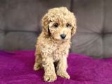 0 Numara Erkek Toy Poodle Yavrumuz