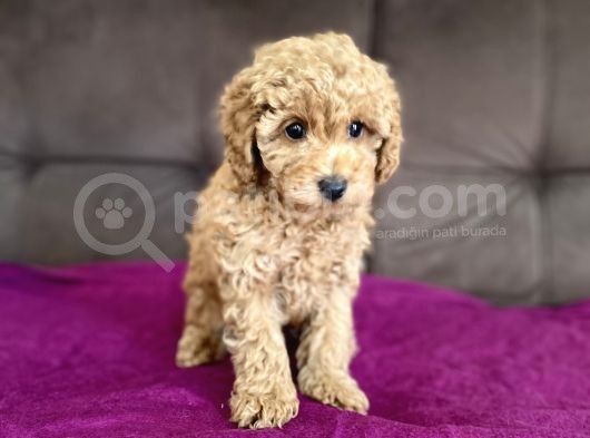 0 Numara Erkek Toy Poodle Yavrumuz görsel