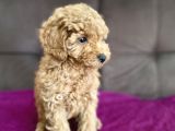 0 Numara Erkek Toy Poodle Yavrumuz
