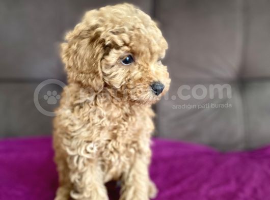 0 Numara Erkek Toy Poodle Yavrumuz görsel