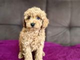 0 Numara Erkek Toy Poodle Yavrumuz