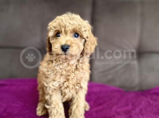 0 Numara Erkek Toy Poodle Yavrumuz görsel