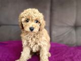 0 Numara Erkek Toy Poodle Yavrumuz