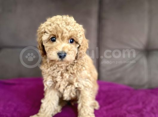 0 Numara Erkek Toy Poodle Yavrumuz görsel