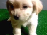 Orijinal maltipoo yavrular